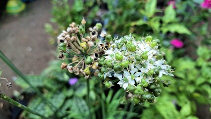 Macro Detail of Blooming Allium Nigrum White Flowers, Black Garlic Broadleaf Leek Ornamental Plant