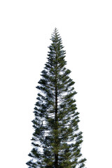 Green fir Christmas tree with snow on a white background