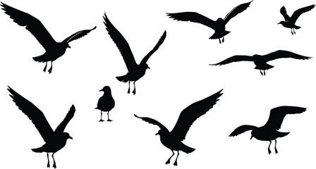 Black silhouette seagulls flying and standing in various positions isolated on white background, coastal bird vector illustration for wildlife and nature design