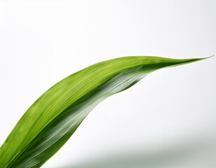 elegant curve a single blade of green grass isolated on a pristine plain white background showcasing nature s delicate beauty with a clean and minimalist aesthetic