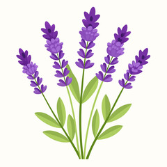 Fototapeta premium Salvia