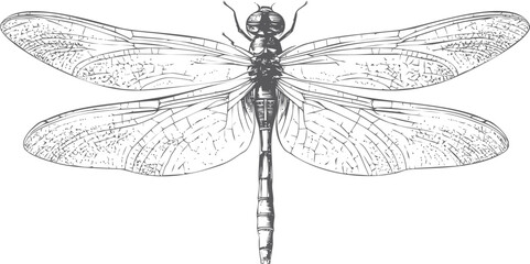Detailed illustration of a dragonfly showcasing intricate wing patterns. Vector illustration