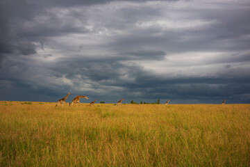 Giraffes walk through a gold savanna on an African Safari