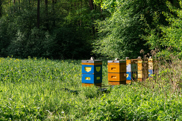 Colorful beehives standing at forest edge near blooming meadow during spring in calm natural landscape countryside