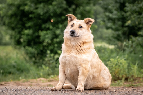 A fat light dog sits among the greenery and looks attentively into the distance. Overweight