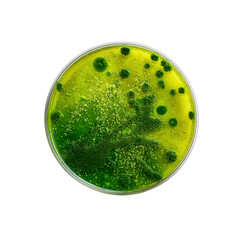 Microscopic Green Algae Culture in Petri Dish, Top View