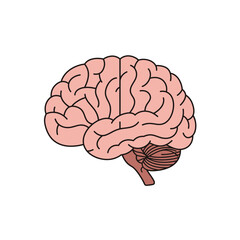 Pink Human Brain Illustration