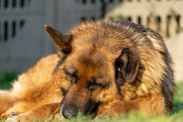 German Shepherd dog lying on grass, resting with closed eyes on a sunny day.