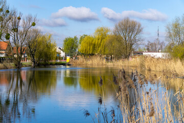 Pond with reeds and reflection of trees in water, residential buildings in background, willow crowns and clear blue sky. © Adam