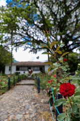 Beautiful rose garden and colonial house at the region of Valle del Cauca in Colombia