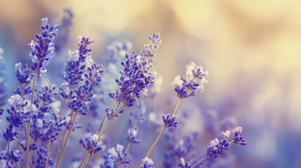 Naklejka premium Elegant wedding invitation card background watercolor pictures Natural little a Lavender flower field in a lifestyle style expressing wonder with pastel floral shades and golden lighting harmony