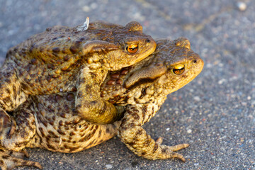 Two common toads during mating season on asphalt road, male holding female in characteristic amplexus reproductive position