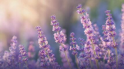 Naklejka premium Elegant wedding invitation card background watercolor pictures Natural little a Lavender flower field in a lifestyle style expressing wonder with pastel floral shades and golden lighting harmony