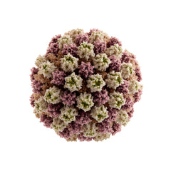 Microscopic 3D Render of a Virus Particle