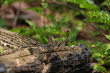 tree stump with moss