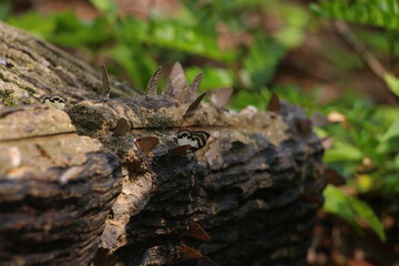 butterfly on a tree stump