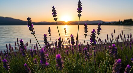 Lavender field in bloom with lake and sunset landscape view
