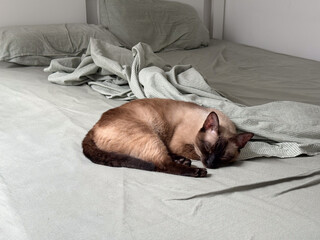 A siamese cat rests on a bed with soft sheets and pillows in a calm interior. Domestic life, companionship, and relaxation highlight home comfort, lifestyle and emotional bonding.