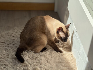 A siamese cat stands on a wool rug near the bed in sunlight. Domestic animal behavior, curiosity, and lifestyle atmosphere reflect presence, attention, and everyday companionship.