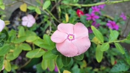 Beautiful pink Vinca flower (Catharanthus roseus) with green leaves and water pearls, symbolizing resilience and often used in herbal remedies.