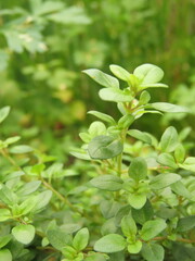 Closeup of fresh herbs in a garden.