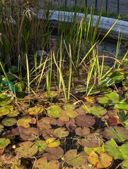 green grass and water
