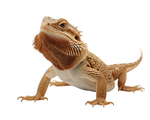 Obraz premium Majestic Bearded Dragon Portrait Captivating Reptile Standing Tall Against a Sleek Backdrop