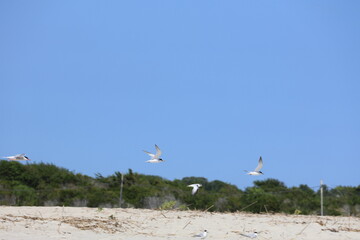 A flock of sea birds on the shore in Cape May.