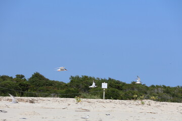 A flock of sea birds on the shore in Cape May.