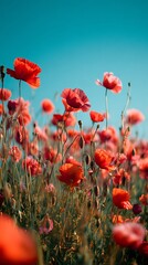 Fototapeta premium Blooming poppy field under blue sky high resolution HD photos