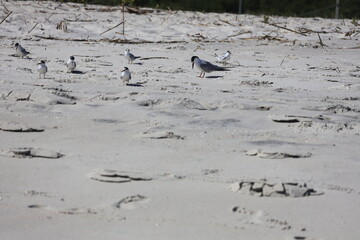 Sandpipers wandering about the shore in Cape May New Jersey.