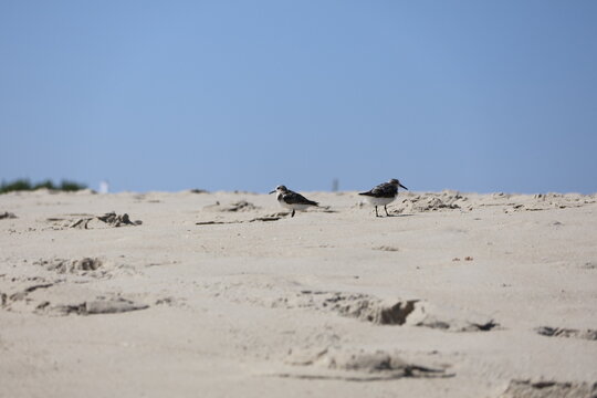 Sandpipers wandering about the shore in Cape May New Jersey. - Powered by Adobe