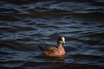 Happy duck on the water