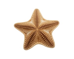 Isolated sea star showcasing intricate texture and pattern against a minimalist presentation
