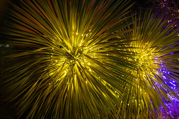 Plants with lights