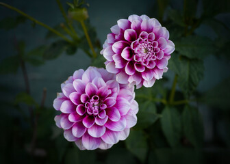 pink and purple dahlia flowers