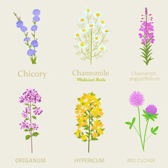 collection of blooming medicinal plants. set of red clover, Cichorium intybus, camomile, oregano, Chamaenerion angustifolium, St. John's wort flowers