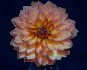 orange dahlia flower