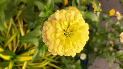 yellow flower