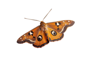 Striking emperor moth with intricate wing patterns isolated against a clean setting
