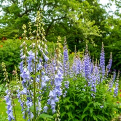 Obraz premium Purple bell flowers in a garden