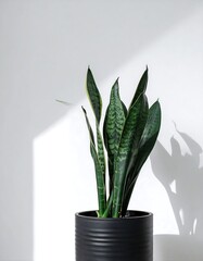 Snake plant in modern pot (1)