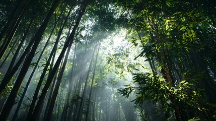 Fototapeta premium Bamboo Forest Exploration: Sunlight Rays and Green Foliage in Serene Nature Landscape, Eco-Friendly Tranquil Woods with Vibrant Greens, Pure Wilderness and Botanical Beauty