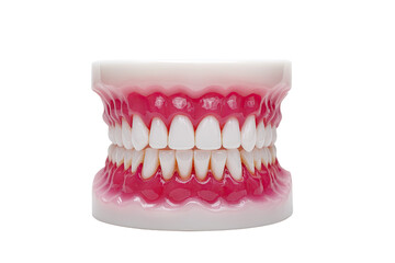 Obraz premium Close-up of a dental model, showcasing a set of teeth and gums. The teeth are white, and the gums are a vibrant pink. The model is mounted on a white base