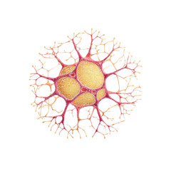 Microscopic Illustration of a Neuron Cell with Intricate Dendritic Branches