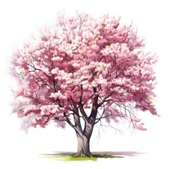 The illustration shows a single tree with abundant pink blossoms, painted in a soft watercolor style against a white background.
