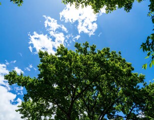 Lush green tree canopy meeting a vibrant blue sky
