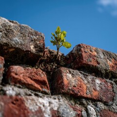 Fototapeta premium A small, vibrant plant sprouts through a weathered brick wall against a vibrant blue sky