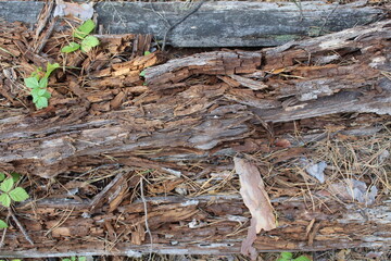 bark of an old tree in the forest