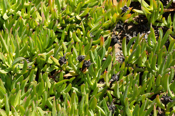 Succulent Ground Cover with Dried Flowers